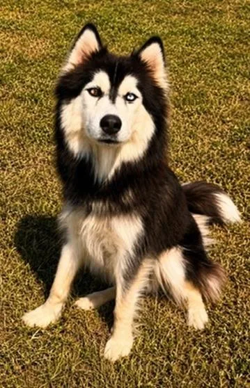 A baby medium-sized female Black Husky dog named Saphire for adoption in Covington, LA