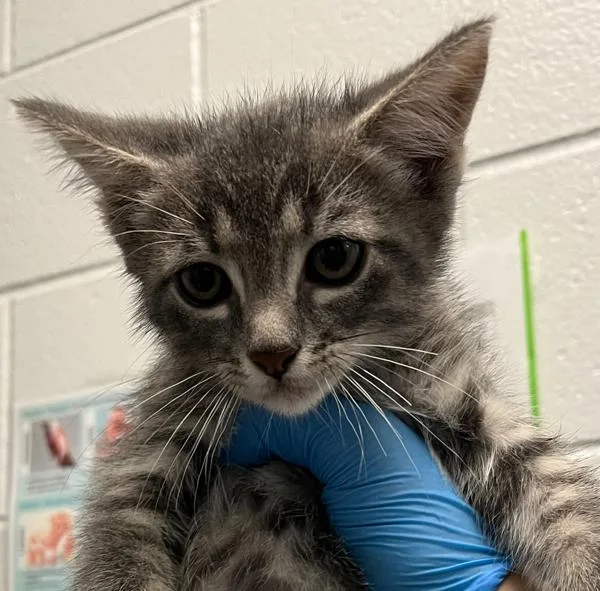 A baby small-sized male Domestic Short Hair cat named Fried Calimari for adoption in Golden, CO