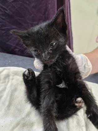 A baby small-sized female Domestic Short Hair cat named Dandelion for adoption in Clarks Summit, PA