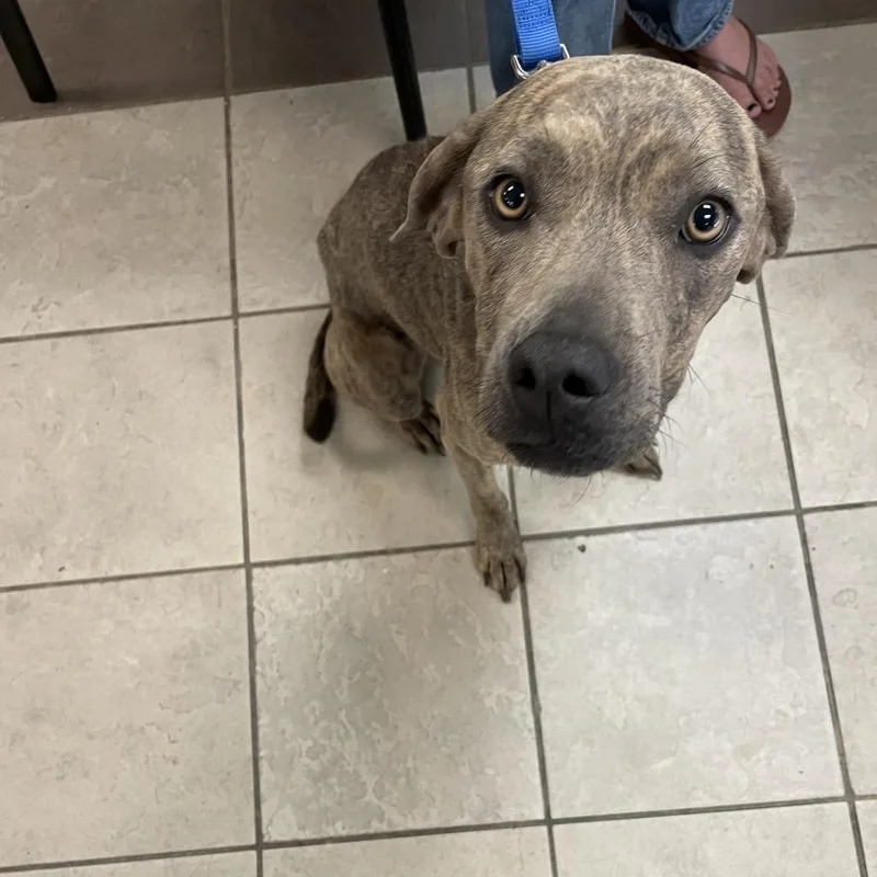 An adult medium-sized female Gray / Blue / Silver Mixed Breed dog named StrayMoonRoad for adoption in Columbus, GA