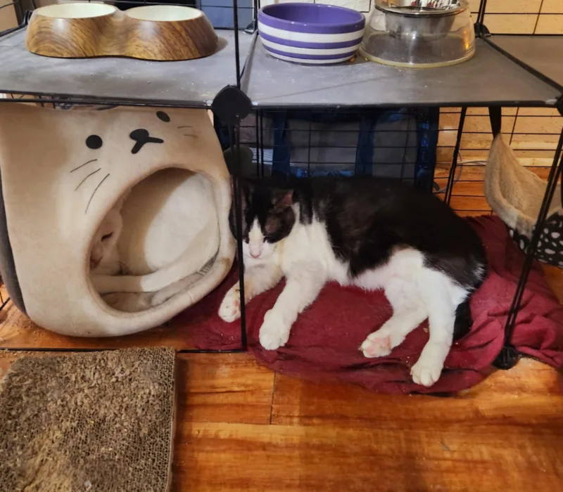 Oreo Cookie thumbnail 3