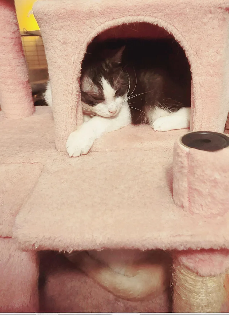 Oreo Cookie thumbnail 4