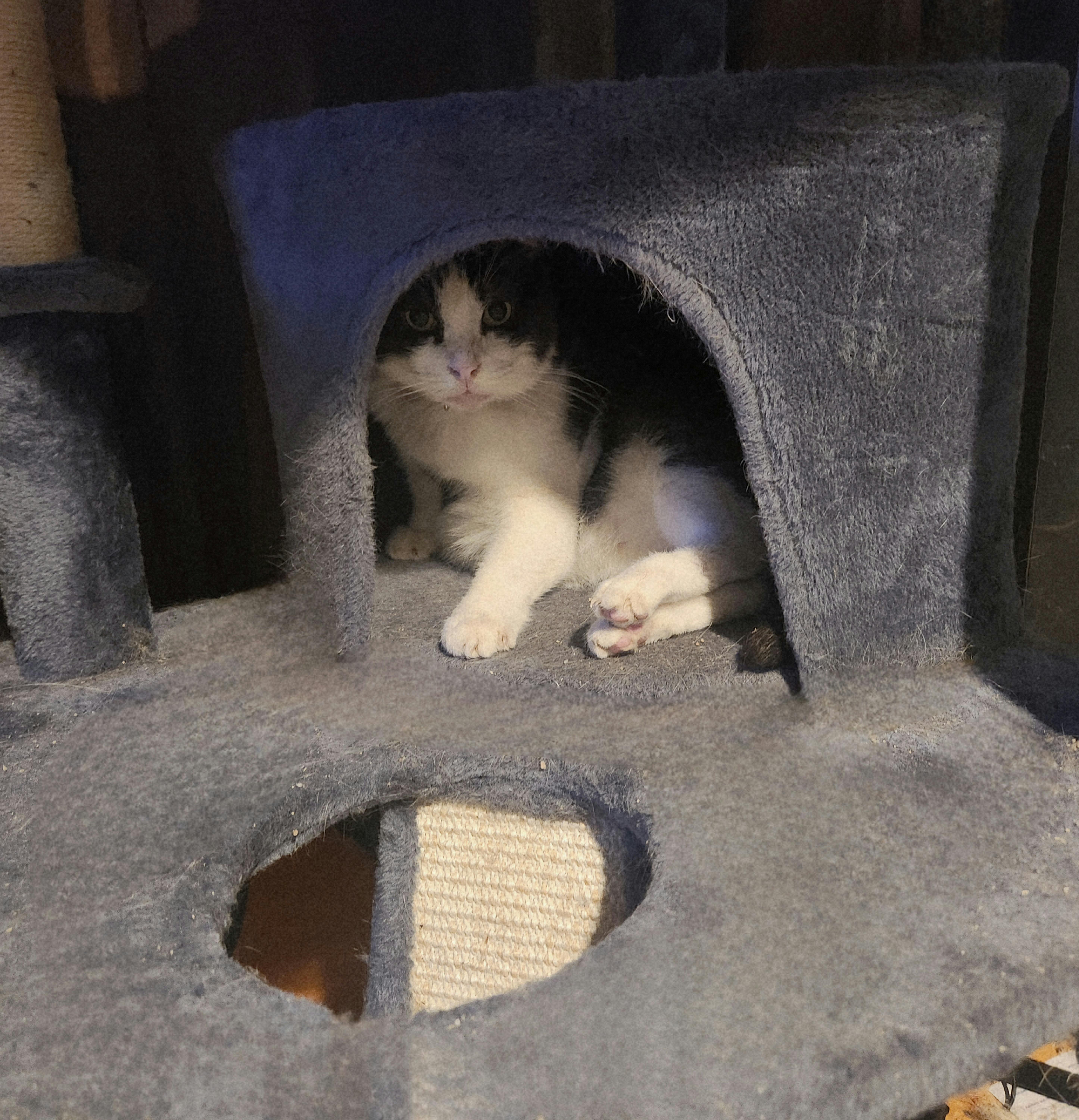 Oreo Cookie thumbnail 5