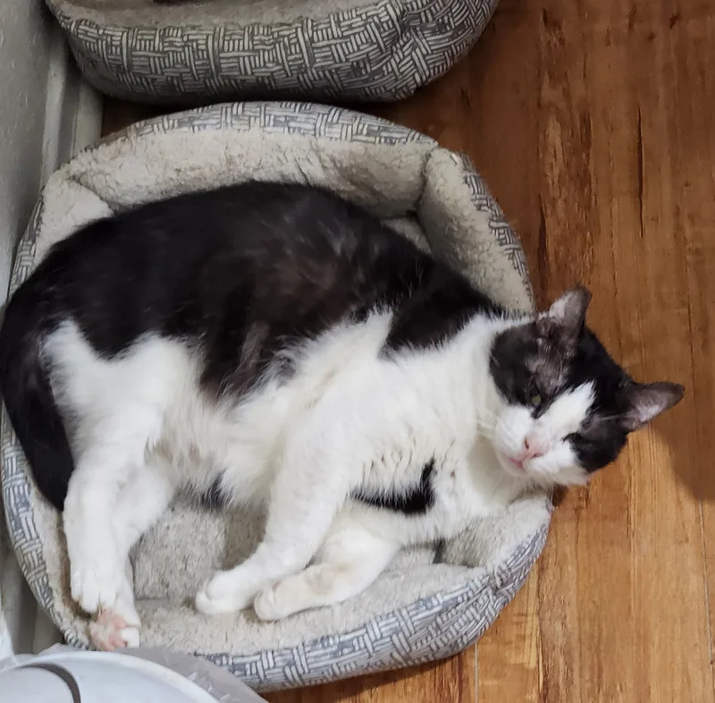 Oreo Cookie thumbnail 6