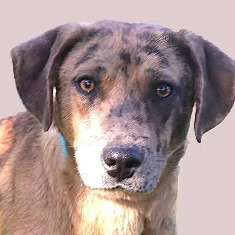 An adult medium-sized male Catahoula Leopard Dog dog named Pump for adoption in Bartlett, TN