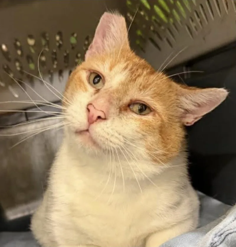 An adult medium-sized male Orange & White Domestic Short Hair cat named Pumpkin for adoption in Eugene, OR