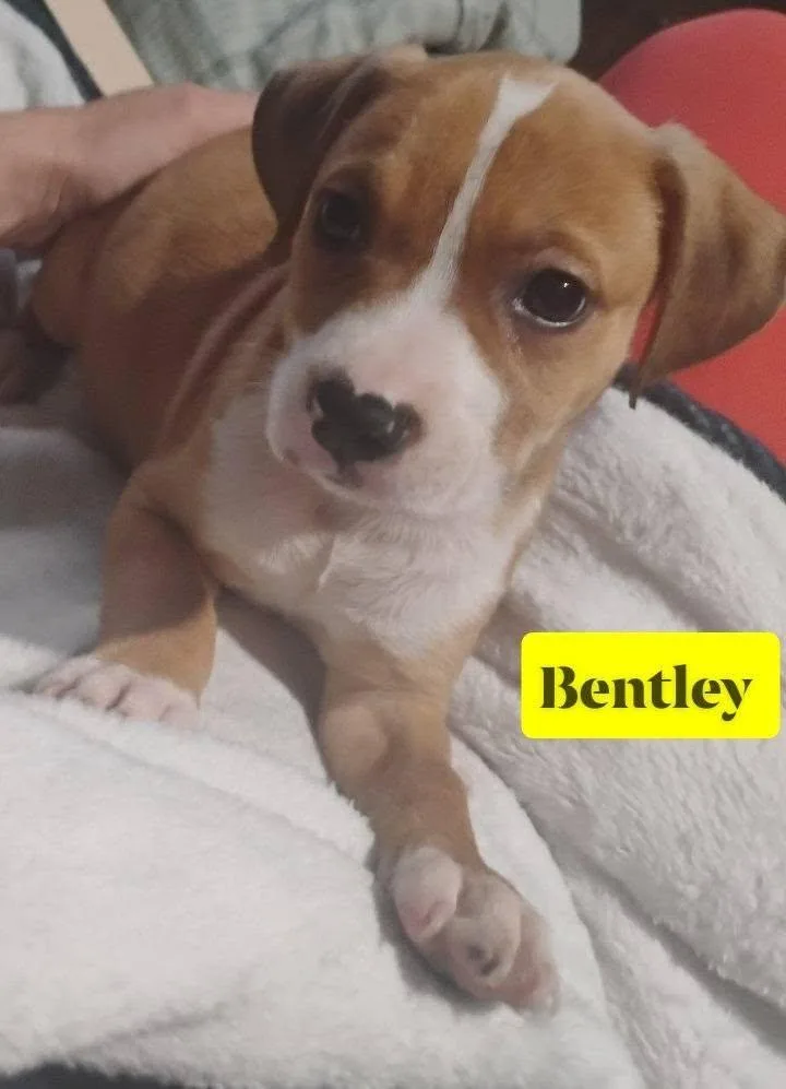 A baby medium-sized male American Bulldog dog named Bentley for adoption in Winter haven, FL