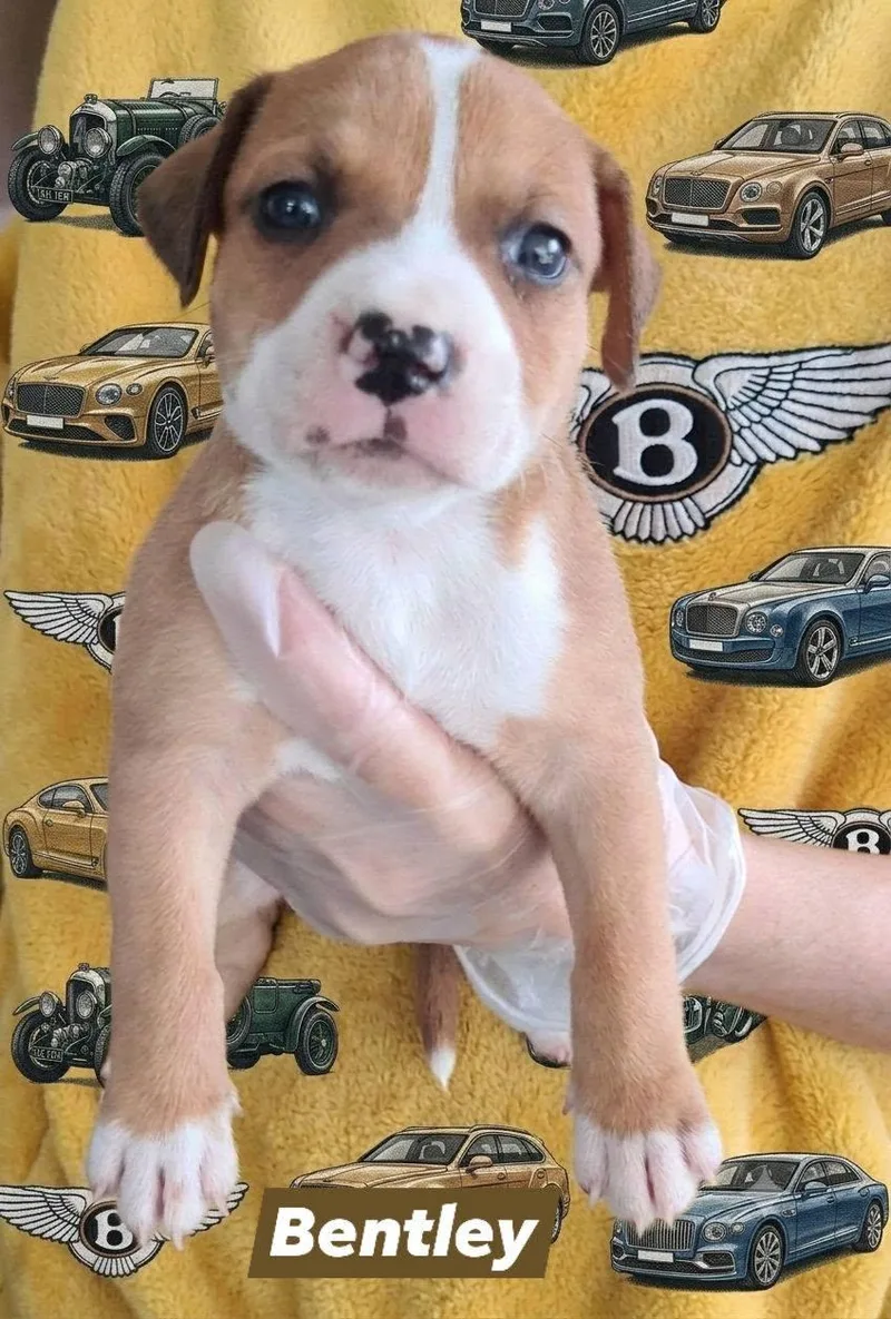 Bentley thumbnail 2
