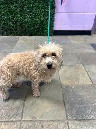An adult medium-sized female Brown / Chocolate Terrier dog named 60864059 for adoption in El Paso, TX