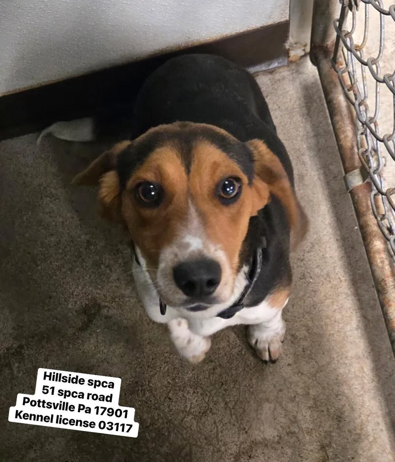 A young small-sized male Tricolor (Brown, Black, & White) Beagle dog named Fonzie for adoption in Pottsville, PA