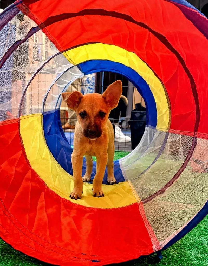 A baby medium-sized male Apricot / Beige Shepherd dog named Jersey for adoption in Henderson, NV