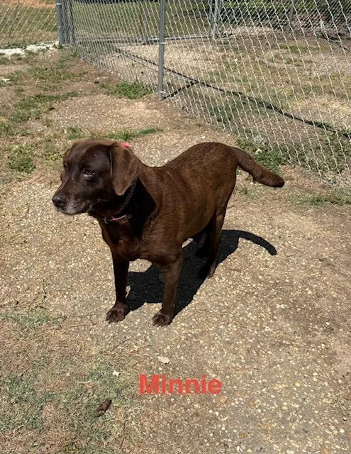 Minnie