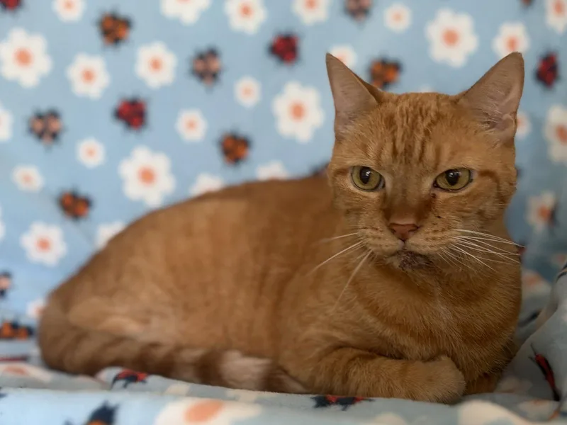 A senior medium-sized male Orange / Red Domestic Short Hair cat named Nemo for adoption in Oviedo, FL