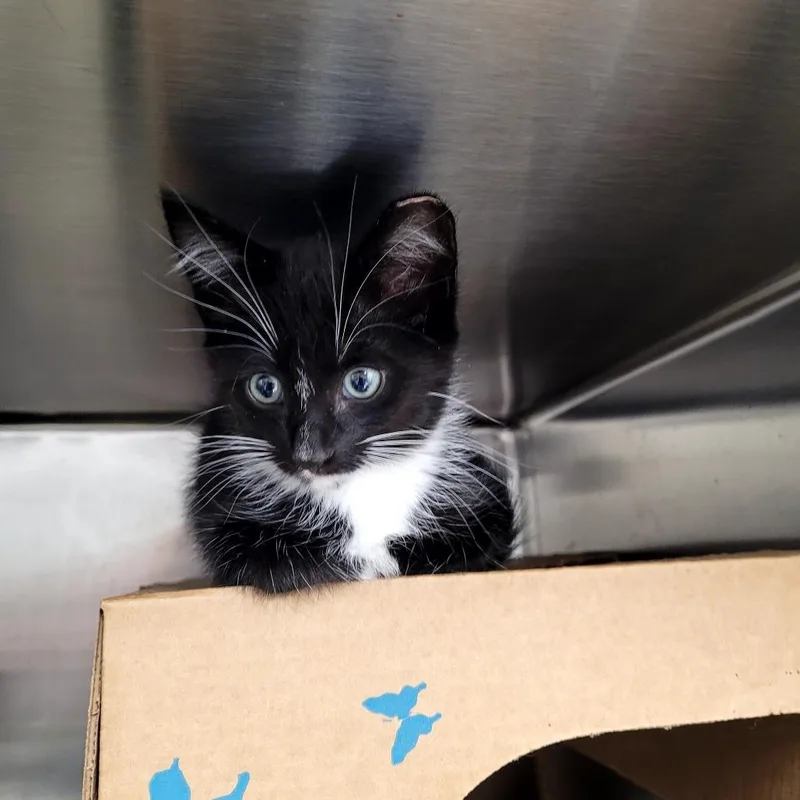A baby small-sized male Domestic Short Hair cat named Jazz for adoption in Allyn, WA