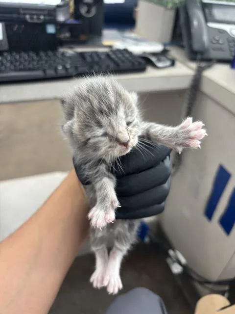 A baby medium-sized male Domestic Short Hair cat named Valentine for adoption in Dallas, TX