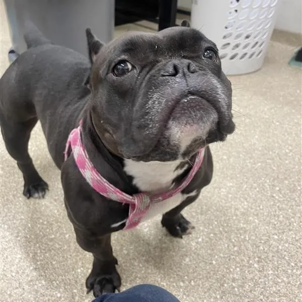 An adult medium-sized female Black American Bully dog named Kissy Girl for adoption in Prince Frederick, MD