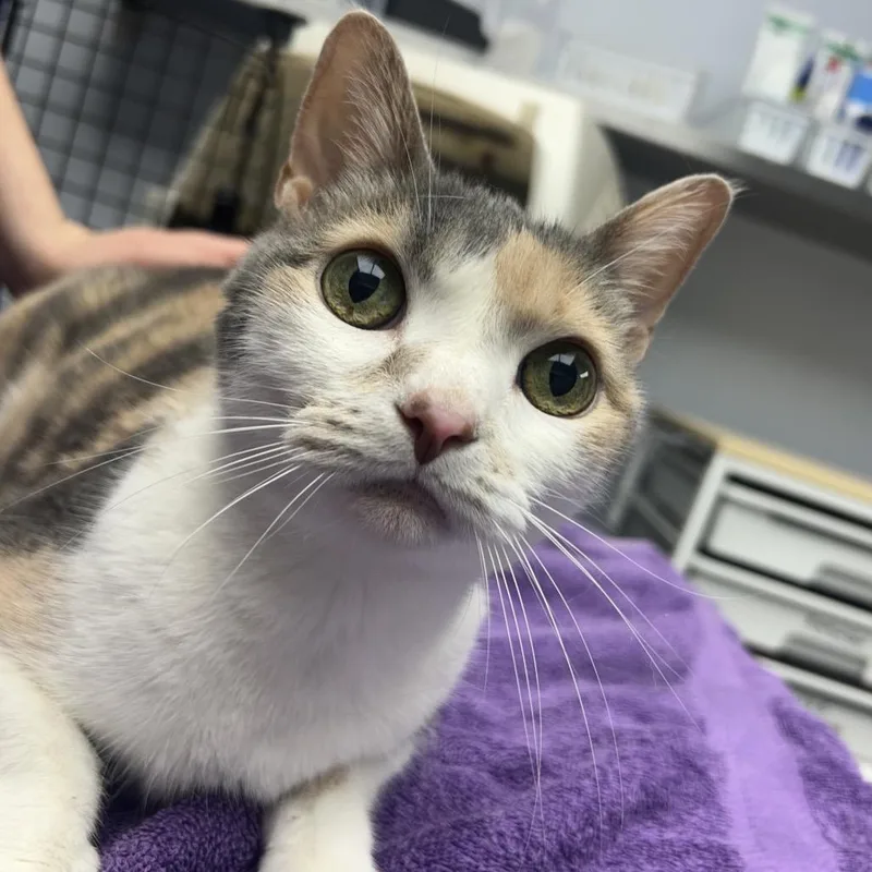 An adult medium-sized female Calico Domestic Short Hair cat named Jigglypuff for adoption in Decatur, GA