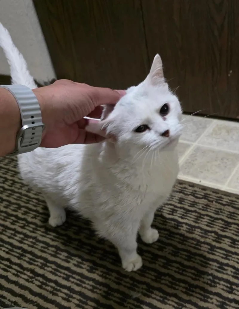 A senior medium-sized female White Domestic Short Hair cat named Abby for adoption in Windom, MN