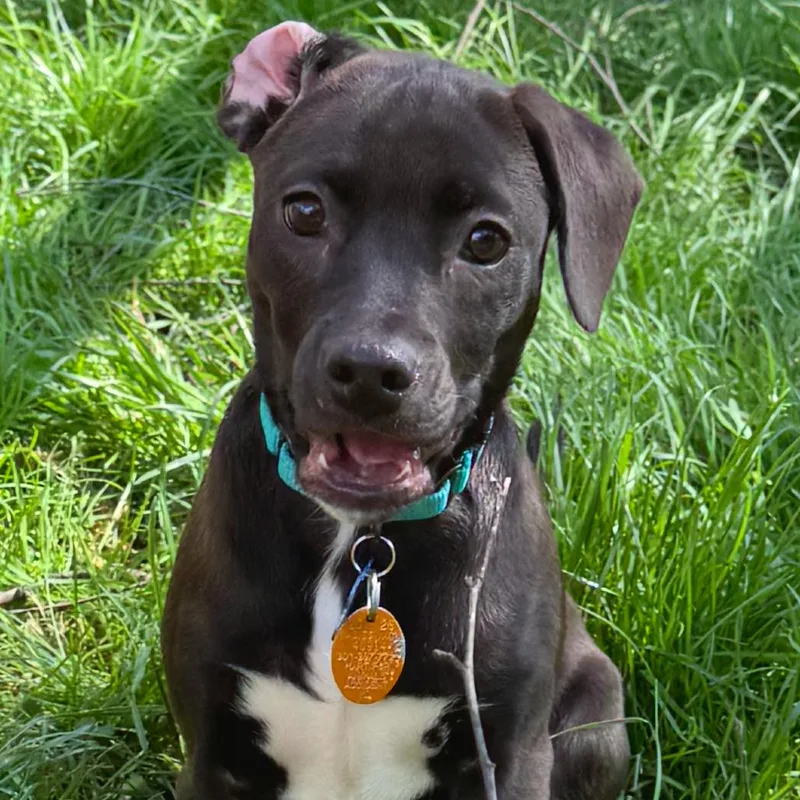 A baby medium-sized female Black Labrador Retriever dog named Roxie for adoption in Potomac, MD