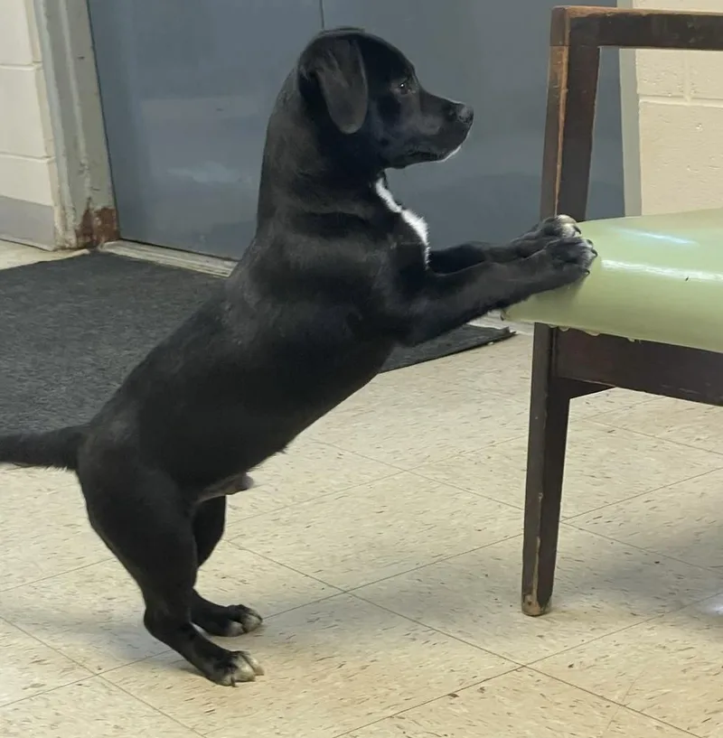 A baby medium-sized male Tricolor (Brown, Black, & White) Mixed Breed dog named Erkle for adoption in Alden, NY