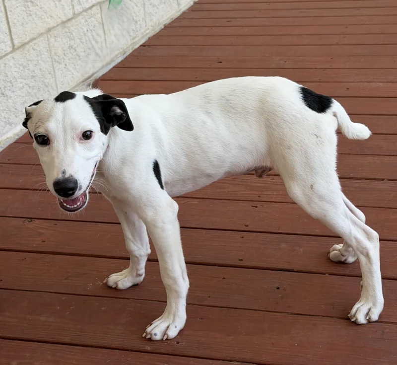 A baby medium-sized male White / Cream German Wirehaired Pointer dog named Snoopy Doo for adoption in Slidell, LA