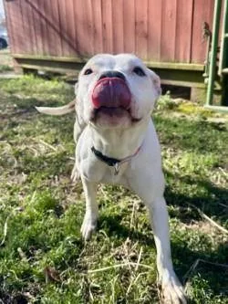 Da  Daisy thumbnail 2