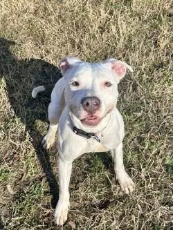 Da  Daisy thumbnail 3