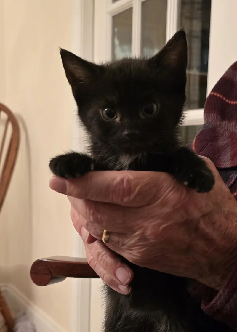 A baby medium-sized female Black Domestic Short Hair cat named Olive P. for adoption in Lemoyne, PA