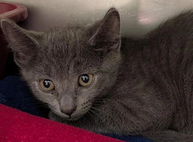 A baby small-sized male Domestic Short Hair cat named Renzo for adoption in Lees Summit, MO