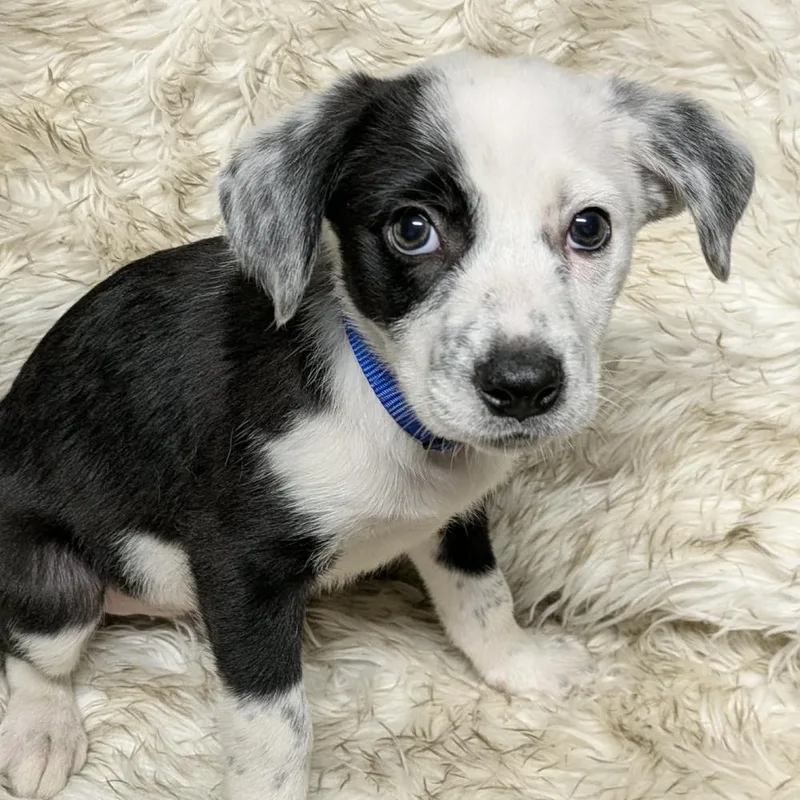 Gingerbread thumbnail 2