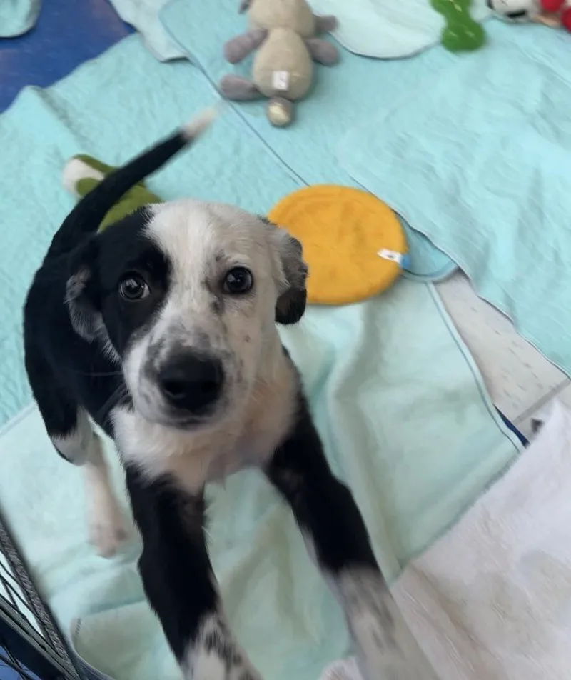 Gingerbread thumbnail 3