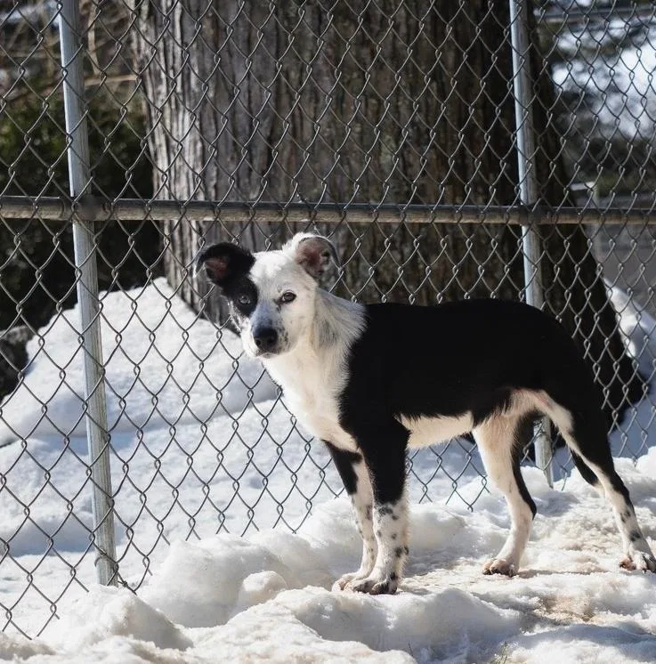 Gingerbread thumbnail 4