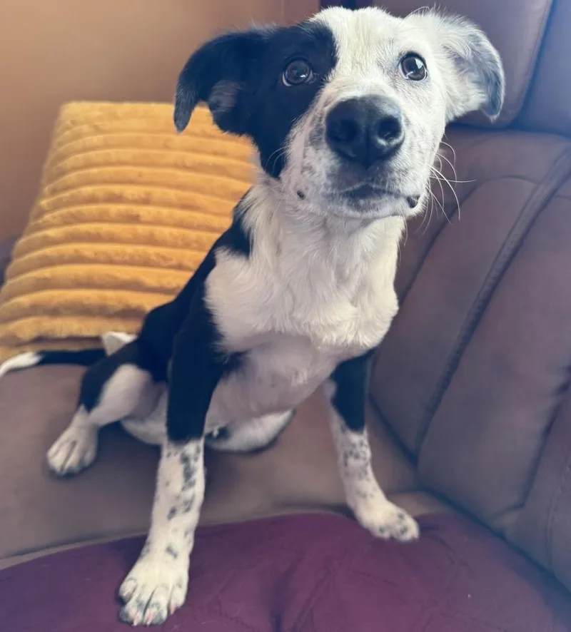 Gingerbread thumbnail 5