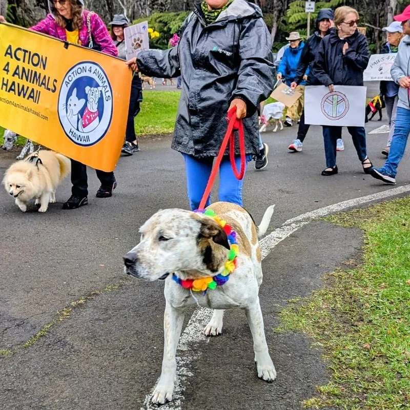 Axle"aloka" Ambassador Of Peace thumbnail 3