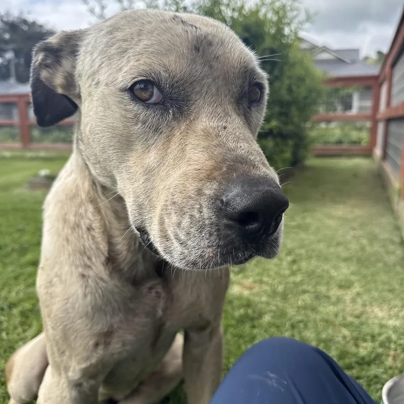 Axle"aloka" Ambassador Of Peace thumbnail 4