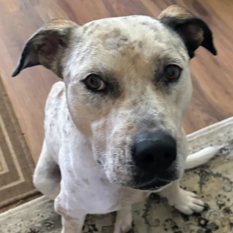 Axle"aloka" Ambassador Of Peace thumbnail 5