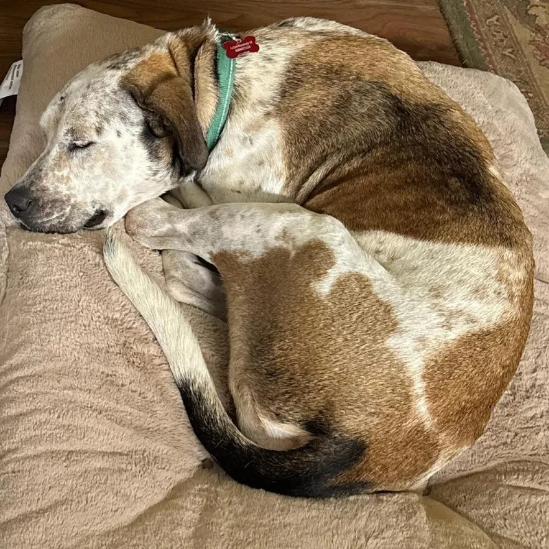 Axle"aloka" Ambassador Of Peace thumbnail 6