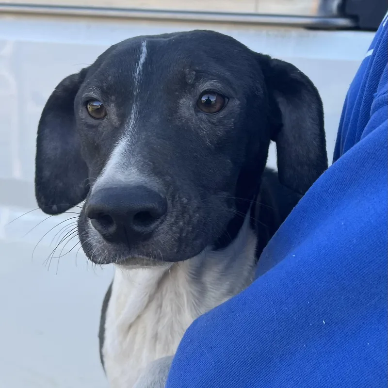 Relic  Local April thumbnail 2