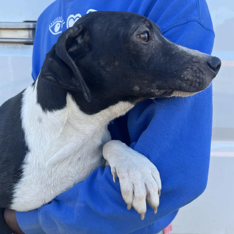 Relic  Local April thumbnail 3