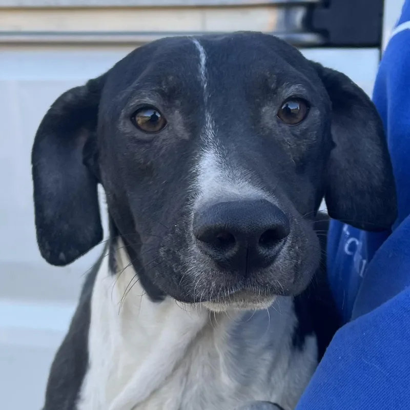 Relic  Local April thumbnail 4