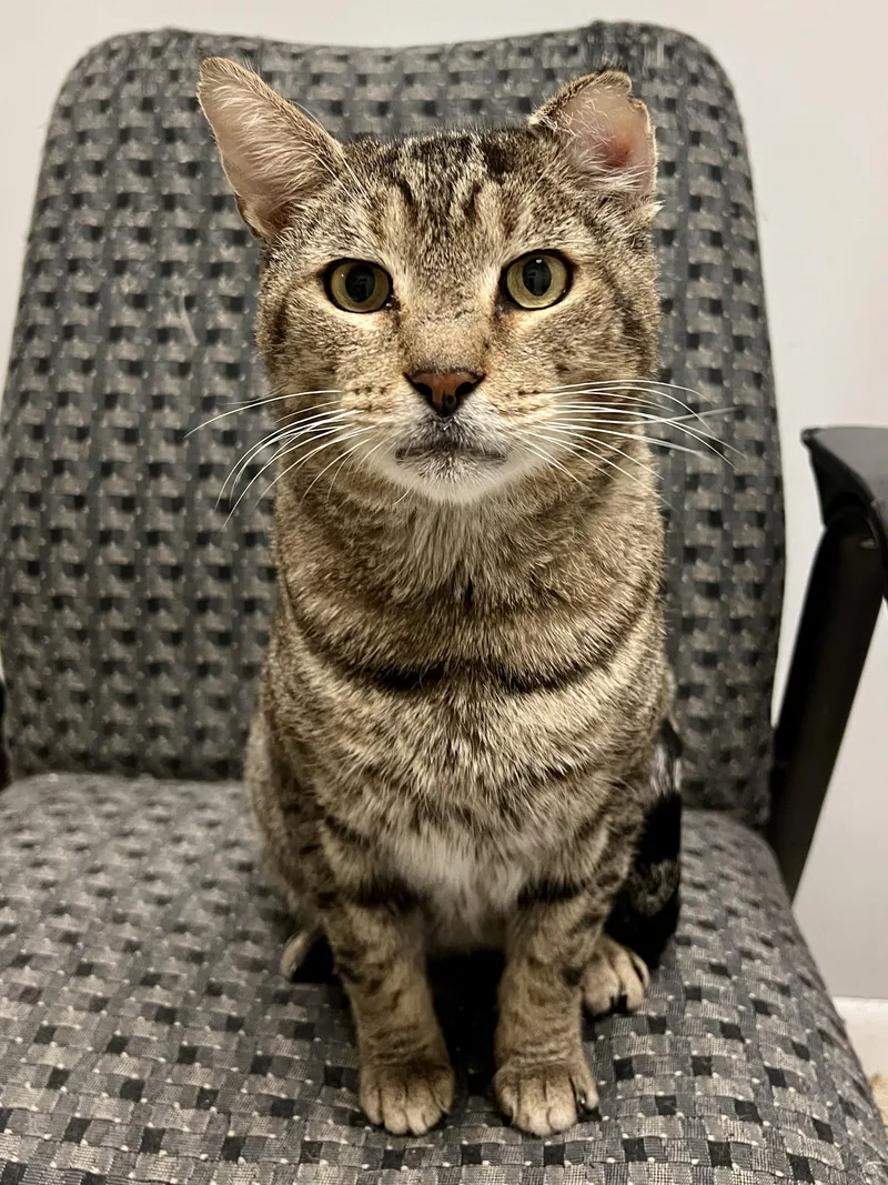 An adult medium-sized male Tabby (Brown / Chocolate) Domestic Short Hair cat named Biff for adoption in Warminster, PA
