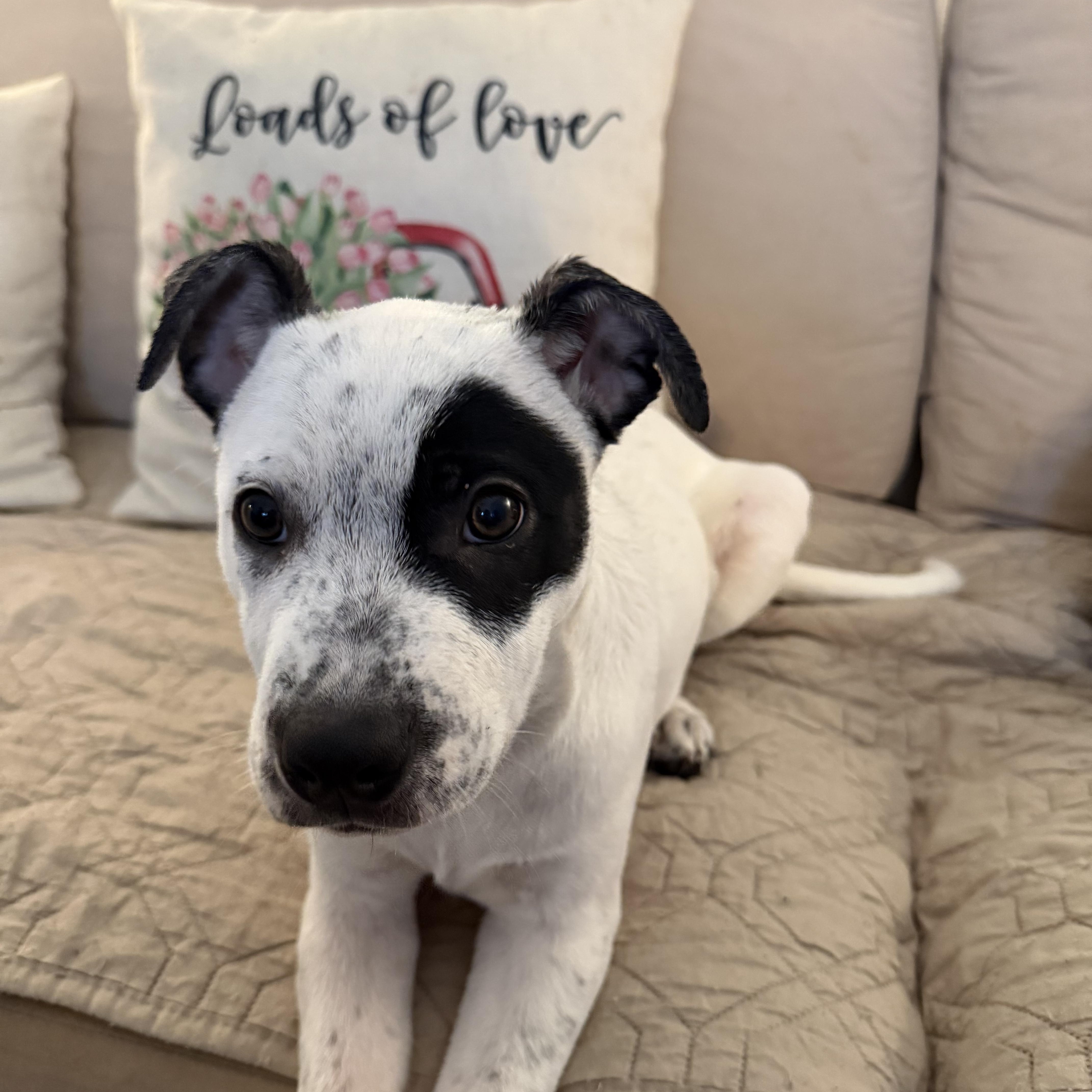 Envision thumbnail 4