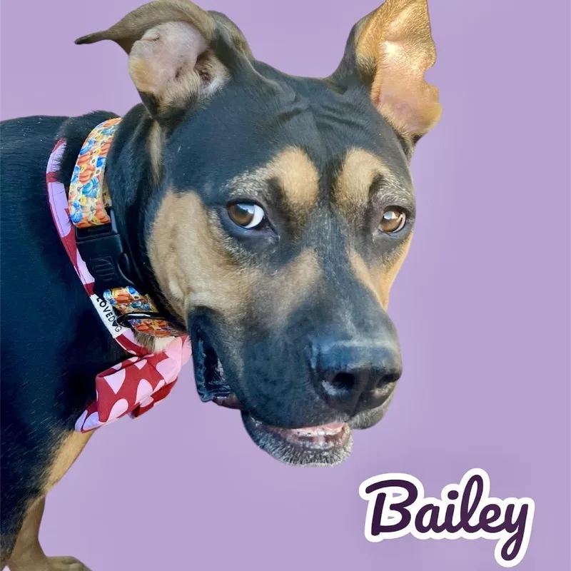 Bailey thumbnail 2