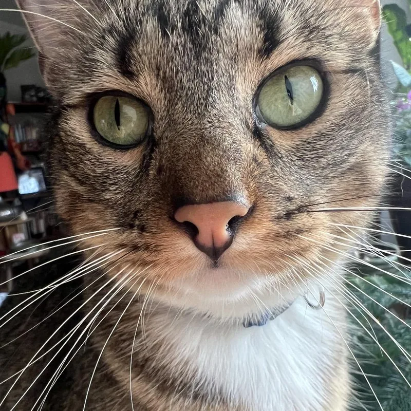 An adult small-sized male Gray / Blue / Silver Domestic Short Hair cat named Avery for adoption in Overland Park, KS
