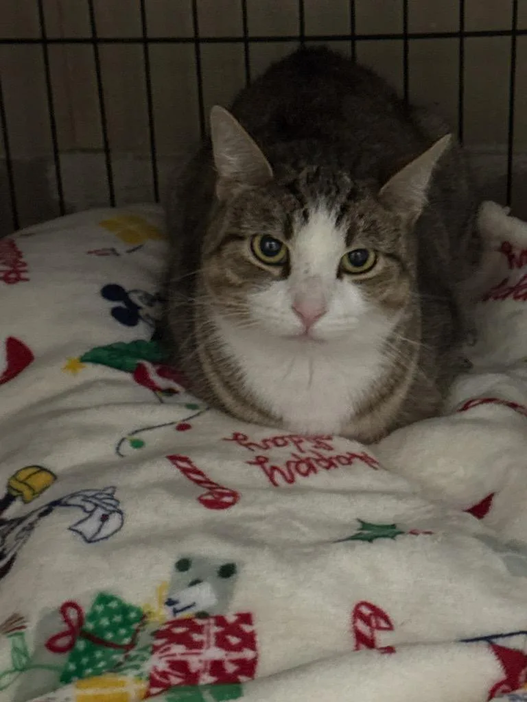 An adult small-sized female Domestic Short Hair cat named Asia for adoption in Pine Grove, PA