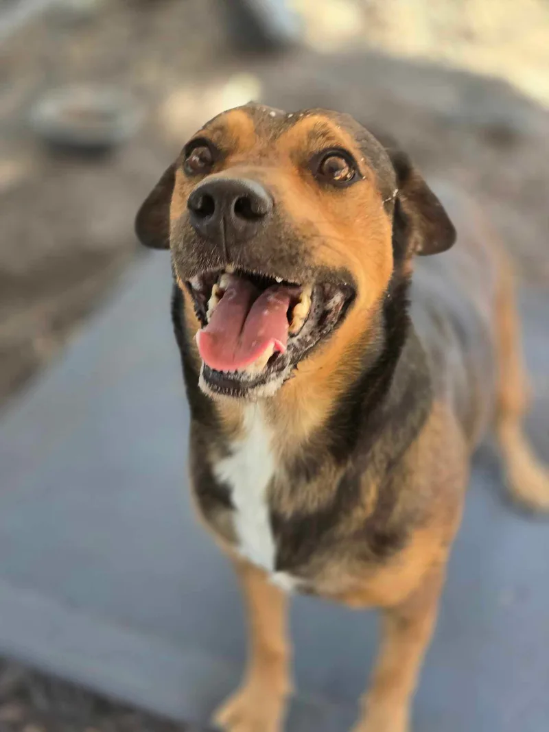 A senior large-sized male Red / Chestnut / Orange Mixed Breed dog named Big Bill for adoption in Kempner, TX