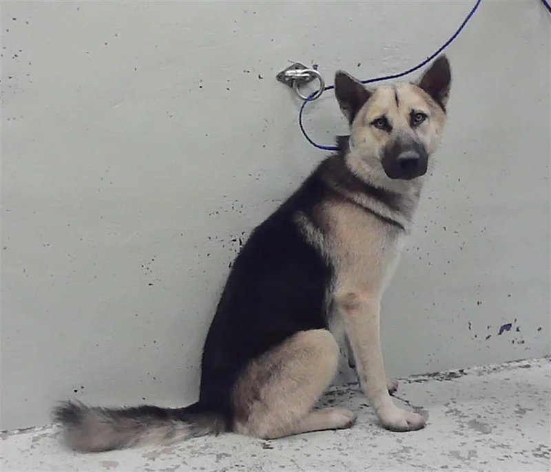A young large-sized male German Shepherd Dog dog named Rome for adoption in Houston, TX
