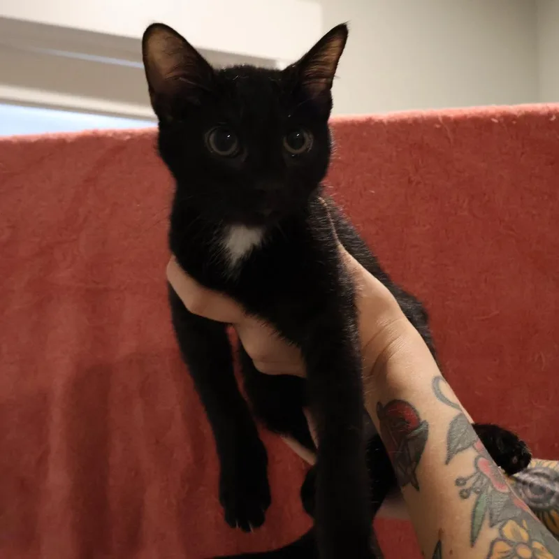 A baby small-sized male Black Domestic Short Hair cat named Tux for adoption in Saint Charles, MO