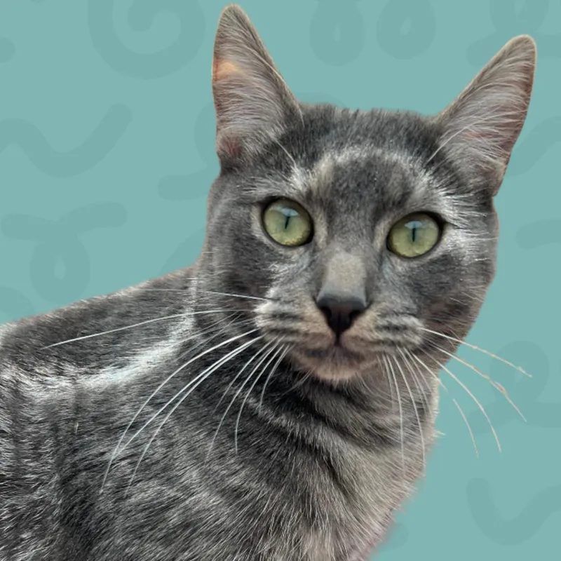 An adult large-sized female Gray / Blue / Silver American Shorthair cat named Astral for adoption in Reno, NV