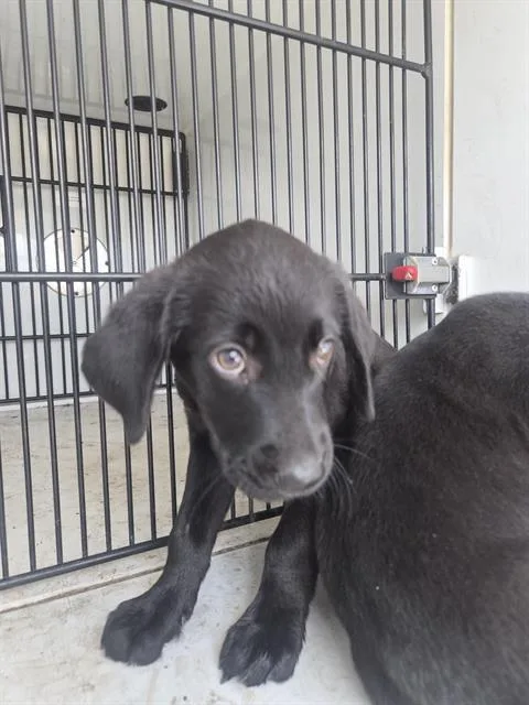 A baby medium-sized female Labrador Retriever dog named A for adoption in Houston, TX
